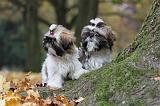 SHIH TZU 146